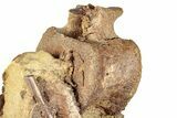 Dinosaur Tendons and Bones in Sandstone - Wyoming #284361-4